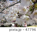 素材ナンバー 47796 : 「春がきた」 素材ナンバー 47796 : 「春がきた」