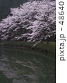 湖面の桜