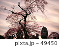寺山的.夕暮れ桜.流れる雲.