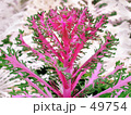 花野菜　２