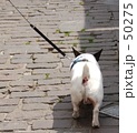 素材ナンバー 50275 : 「背中で語る～The DOG in GERMANY～」