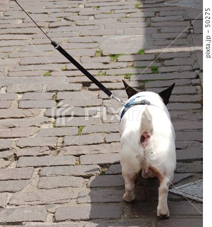 背中で語る～The DOG in GERMANY～