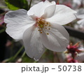素材ナンバー 50738 : 「さくらアップ」 素材ナンバー 50738 : 「さくらアップ」