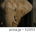 アフリカゾウ