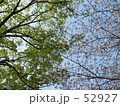 サクラ