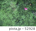こけ