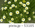 道草