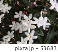 匂い立つジャスミンの開花