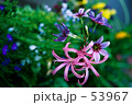 Flower bed.