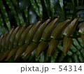 シダ