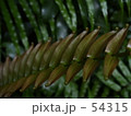 シダ
