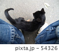 こねこ