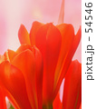Light flower