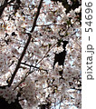黒と桜
