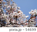青空と桜