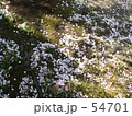 花びらの流れ