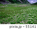 乗鞍・お花畑