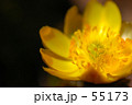 Adonis amurensis