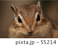 リス2