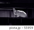 55959