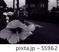 55962