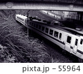 55964