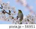 メジロの花見