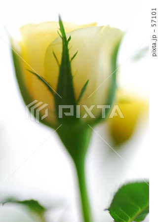 薔薇 薔薇