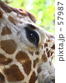 ｆ0266