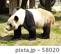 素材ナンバー 58020 : 「ジャイアントパンダ２」