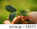 手の中の植物