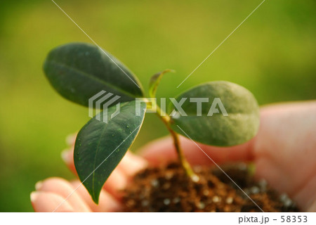 手の中の植物