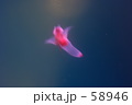 海の天使
