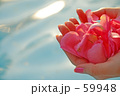 バラの花びら　