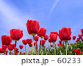素材ナンバー 60233 : 「空に向かって」