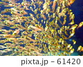 ｆ0291