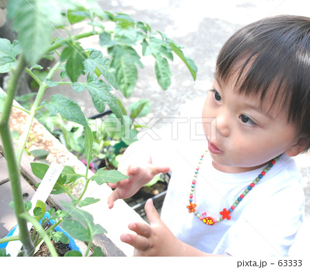 トマトの苗と子供