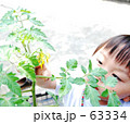 トマトの花を見る子供