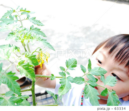 トマトの花を見る子供 トマトの花を見る子供