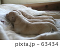 子犬の授乳　