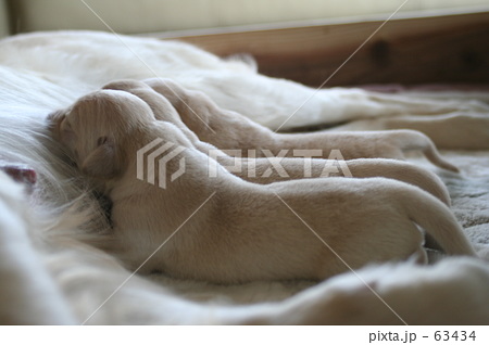 子犬の授乳 子犬の授乳