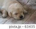 レトリバー　子犬　寝顔