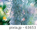 Veil.　エアープランツ.　銀塩.