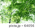 夏モミジ