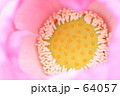 蓮の花