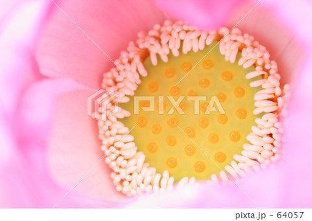 蓮の花 蓮の花