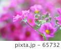 素材ナンバー 65732 : 「メラコイデス」