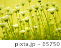 素材ナンバー 65750 : 「みんな一緒に」