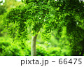 緑の季節