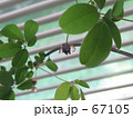 アケビの花